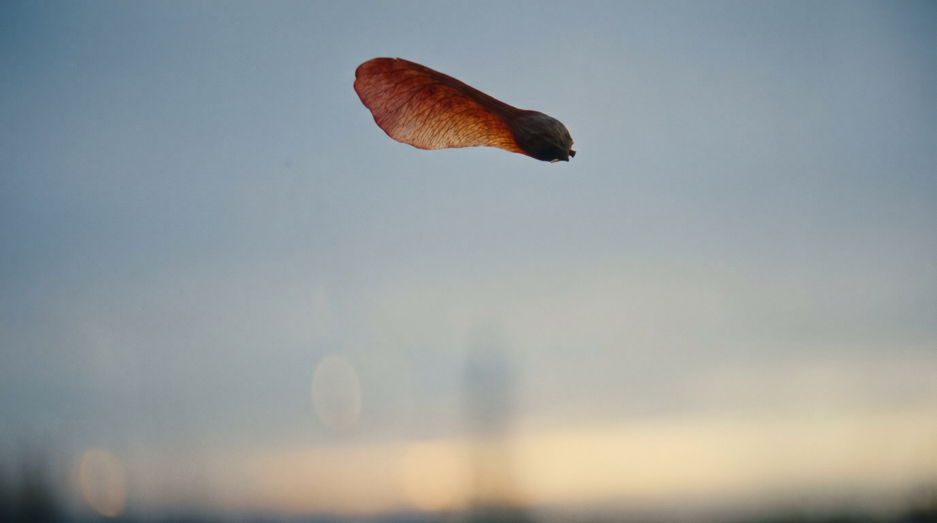 The seed, airborne against the dawn